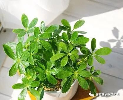 刚装修的房子放什么植物?