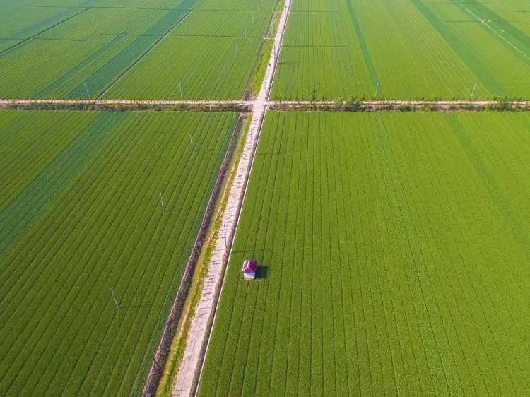 落地层面的五大振兴应该是什么？中农告诉你-首码网-网上创业赚钱首码项目发布推广平台