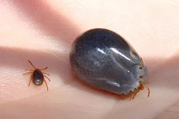 门户 69 查看主题  蜱(pí)虫,也叫壁虱,鳖吃,俗称狗鳖,草别子,牛虱