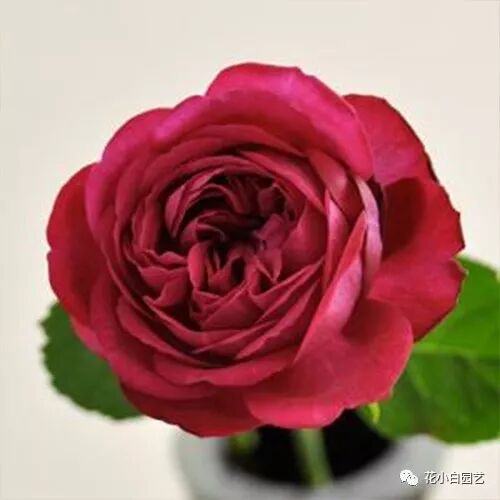 国枝启司 叁 I 每一款作品都在威胁你的钱包 花小白园艺 微信公众号文章阅读 Wemp