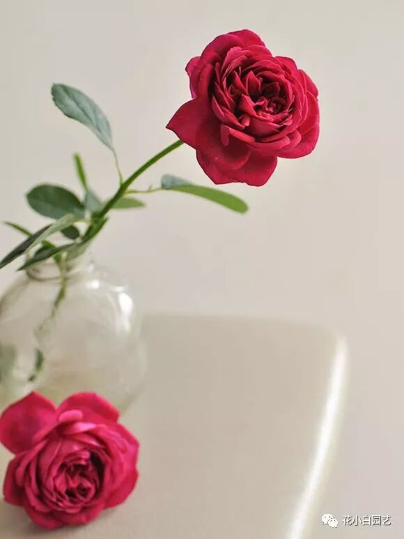 国枝启司 叁 I 每一款作品都在威胁你的钱包 花小白园艺 微信公众号文章阅读 Wemp