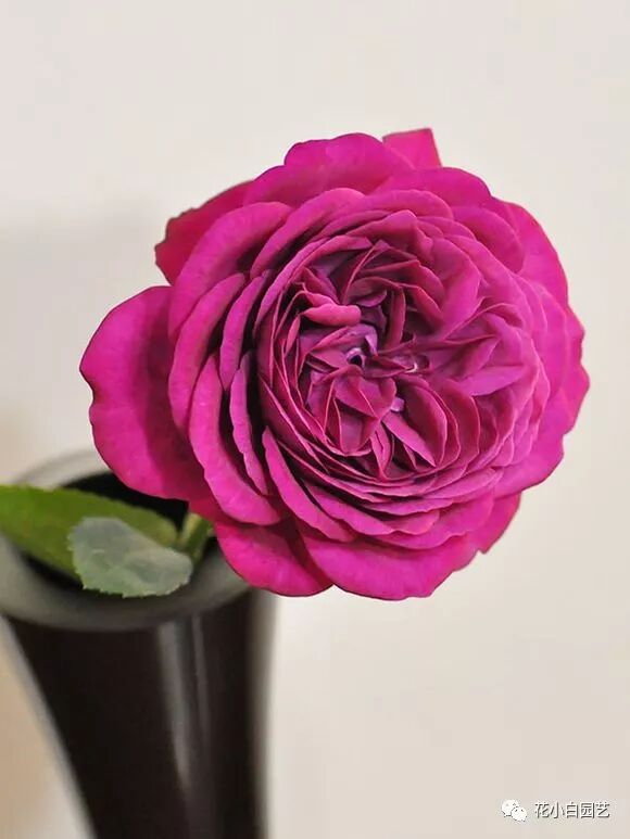 国枝启司 叁 I 每一款作品都在威胁你的钱包 花小白园艺 微信公众号文章阅读 Wemp