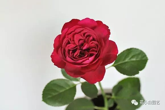 国枝启司 叁 I 每一款作品都在威胁你的钱包 花小白园艺 微信公众号文章阅读 Wemp