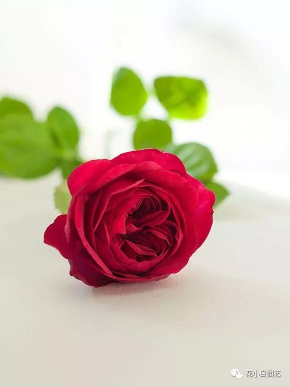 国枝启司 叁 I 每一款作品都在威胁你的钱包 花小白园艺 微信公众号文章阅读 Wemp