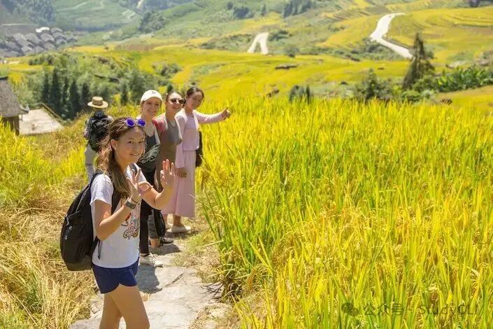 a group of Chinese and western women posing on a path in the middle of a ripe yellow rice field