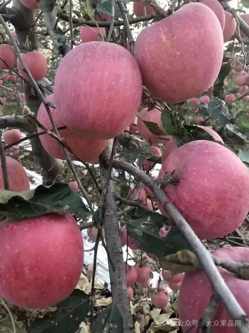 果农套袋遇到难题，红富士苹果面临的三大问题-农资与市场官网
