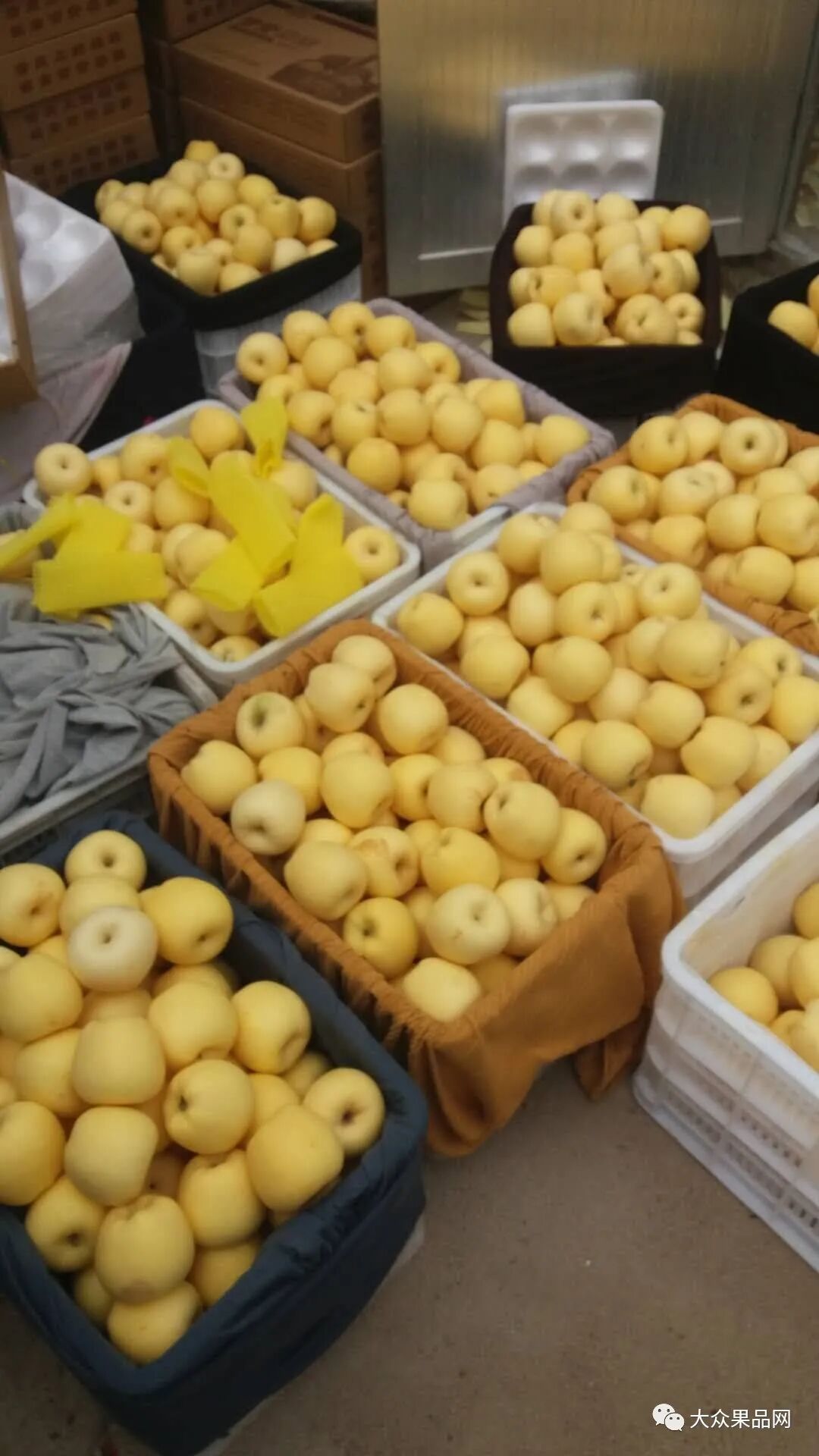 维纳斯黄金苹果卖不出去，品种选择很重要-农资与市场官网