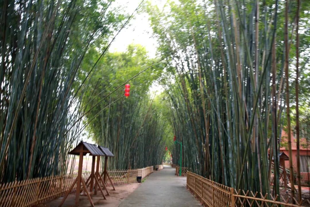 广宁竹海大观正全面升级全力争创国家4a级景区