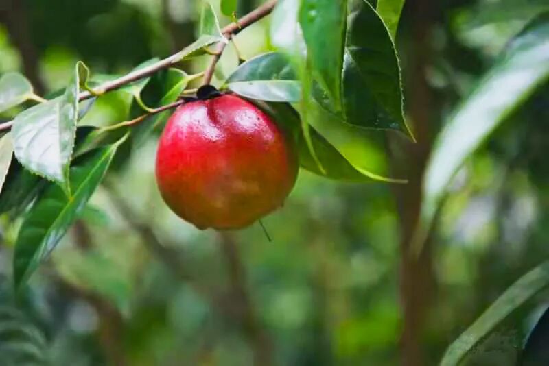 寻找400岁广宁红花油茶王这个原生态主题森林公园你不得不逛