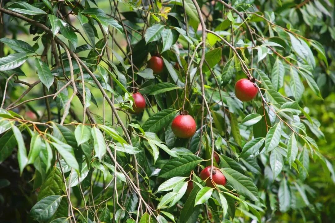 寻找400岁广宁红花油茶王这个原生态主题森林公园你不得不逛