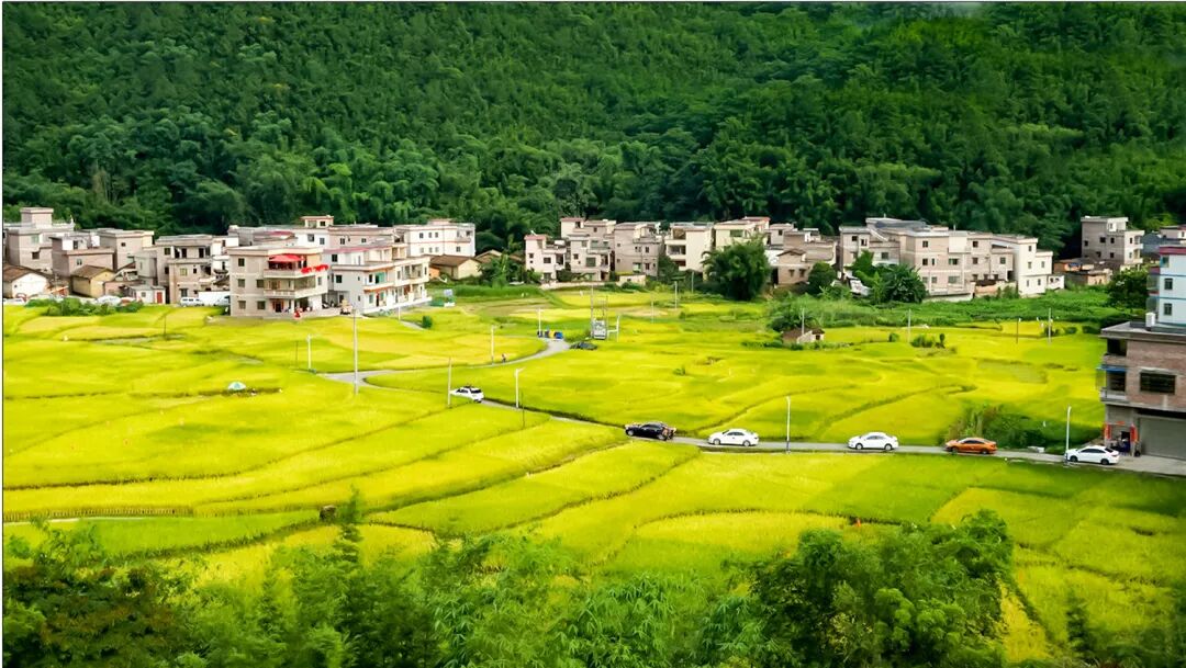 首批广宁优质农产品"装进"粤港澳大湾区-肇庆市广宁县人民政府网站