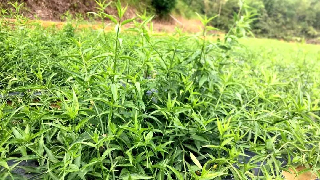 坑口鎮發展憂遁草種植特色產業促振興