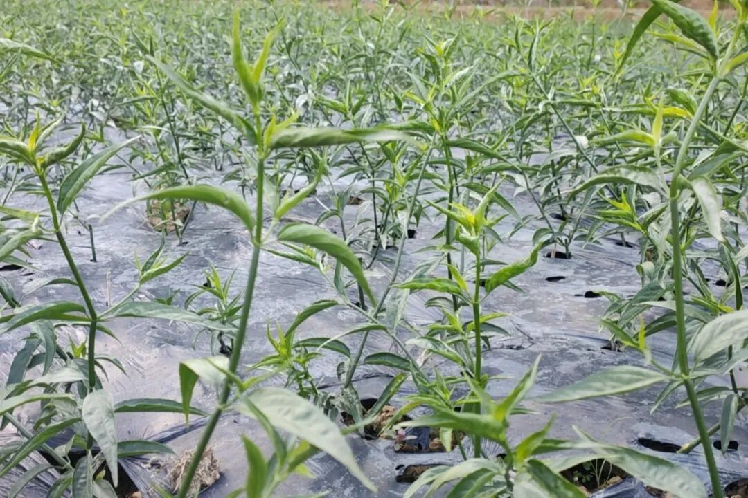 坑口镇发展忧遁草种植特色产业促振兴