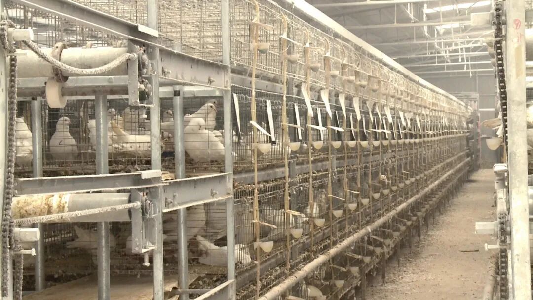 在广宁县肉鸽省级现代农业产业园看到,产业园引进了全自动化养鸽设备