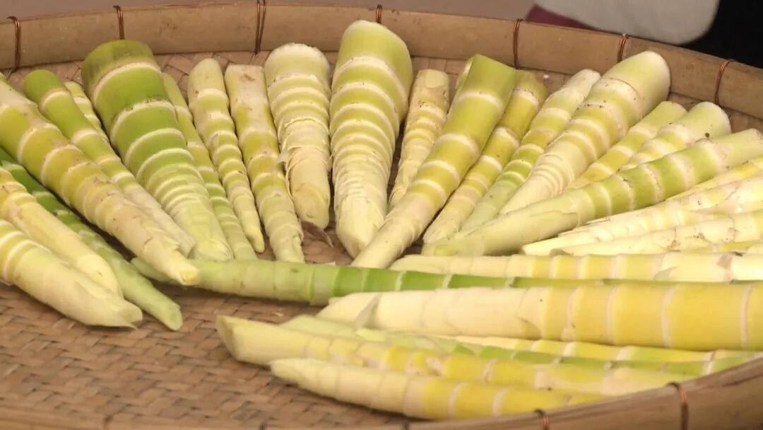 横山苦笋新上市带动村民鲜致富