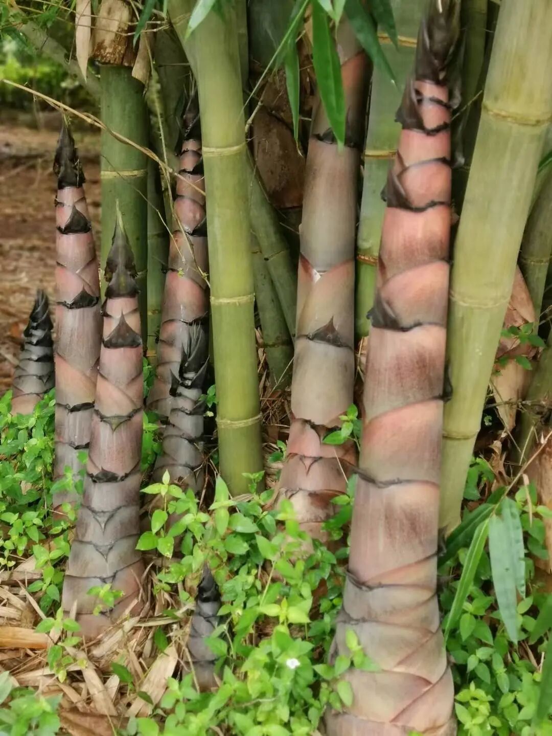 冲出国门看广宁竹如何在非洲卢旺达繁育成林升级为园