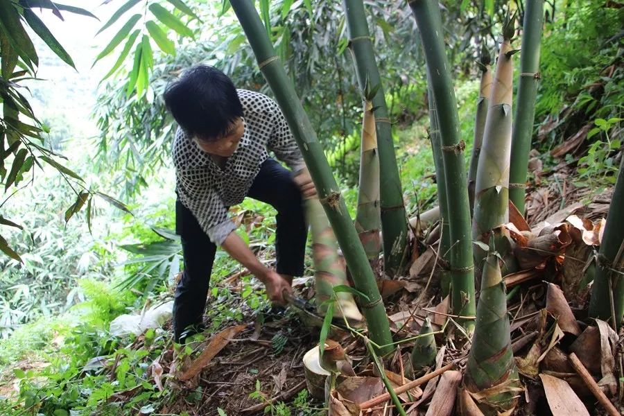 望去那片鬱鬱蔥蔥在廣寧縣洲仔鎮洲仔社區富源村麻竹筍種植基地全力