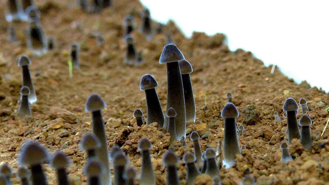 小黑菌闯出大市场横山发展村级经济有办法