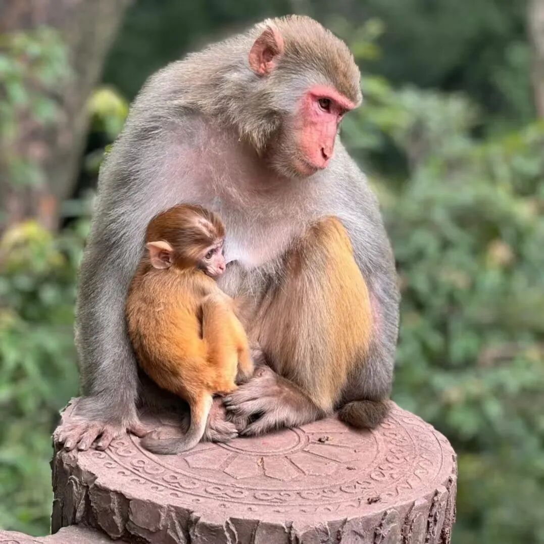 西昌：在邛海波光与泸山翠影间，邂逅一场诗意栖居插图12