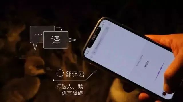 致富经养鹅视频_致富经养鹅视频_致富经养鹅视频