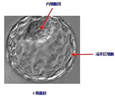 胚胎等级越高孩子越聪明_二级胚胎没有一级聪明_胚胎质量越好出生宝宝越聪明吗