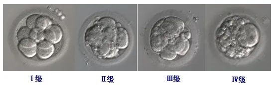 胚胎质量越好出生宝宝越聪明吗_二级胚胎没有一级聪明_胚胎等级越高孩子越聪明