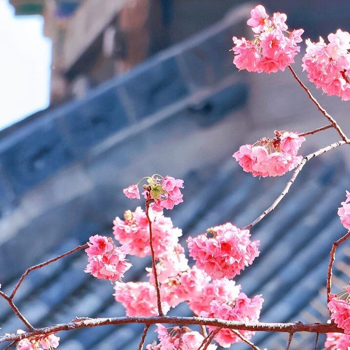 【青春语文.周六读书会】读书不觉春已深，一寸光阴一寸金