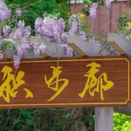 【青春语文·孔侠专栏】被嫌弃的松子的一生