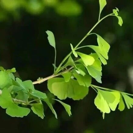 【青春语文·梁瑞莲专栏】笑览云海绕峰巅，庐山游罢不思还