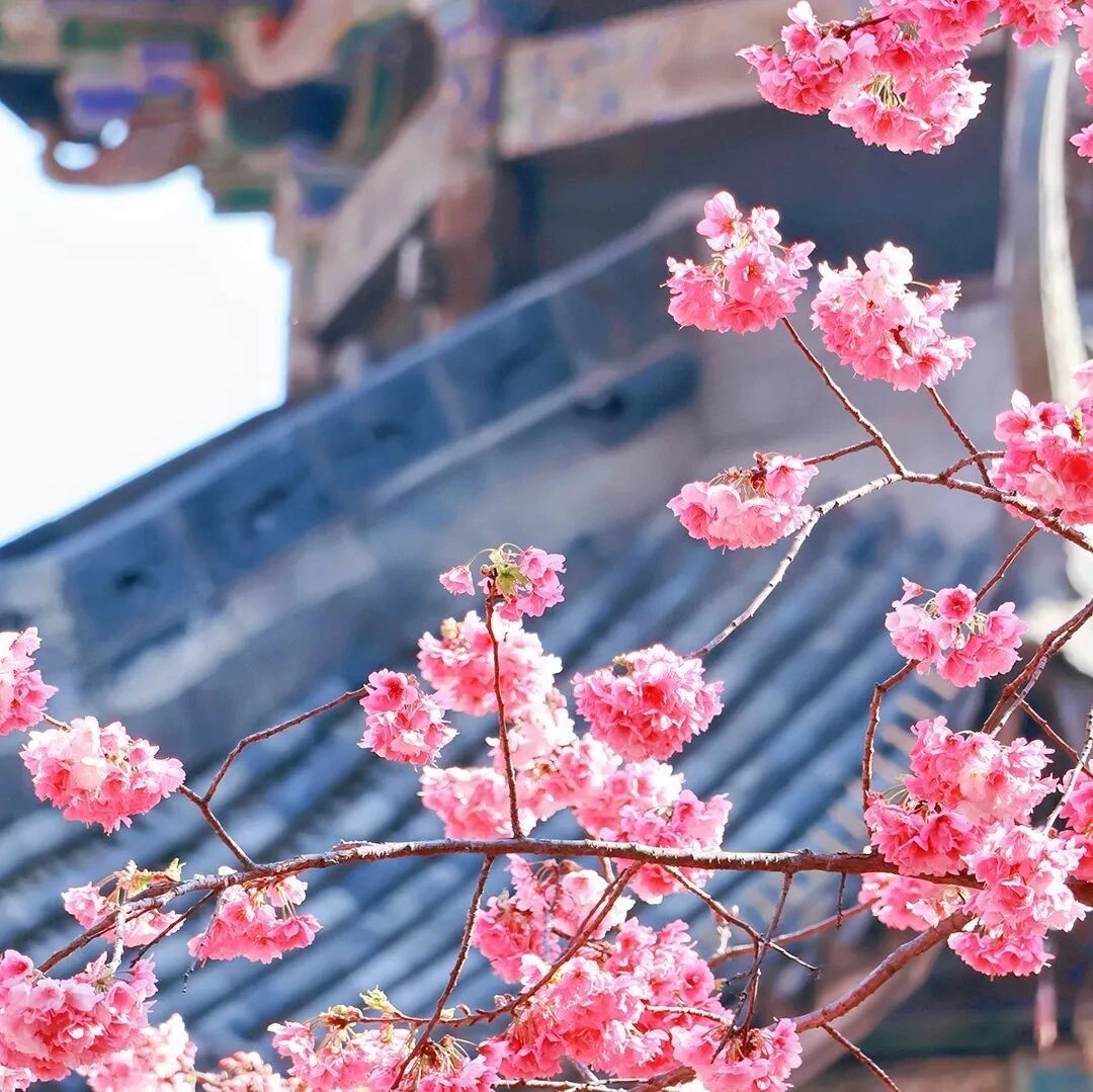 【青春语文·周六读书会】读书不觉春已深，一寸光阴一寸金