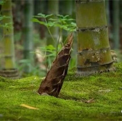 【青春语文·颜娜专栏】对整本书阅读的几点认识