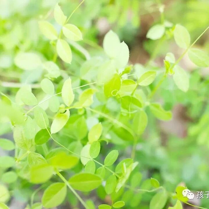 【青春语文·梁祥会专栏】春之遐想