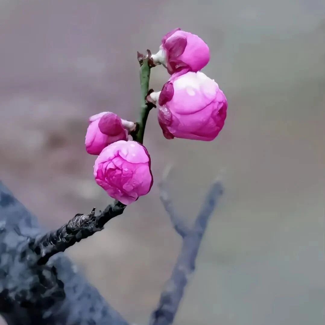 【青春语文·胡盼专栏】可爱的孩子们