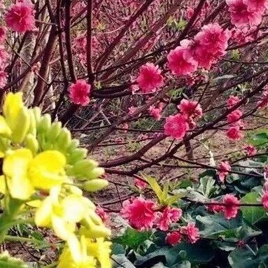 【青春语文·幸子专栏】桃花未尽菜花开
