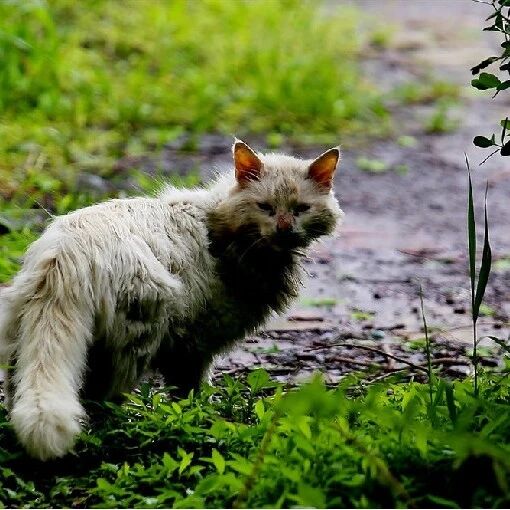 【青春语文·玲玲专栏】文本解读丨郑振铎《猫》笔下生命的悲歌