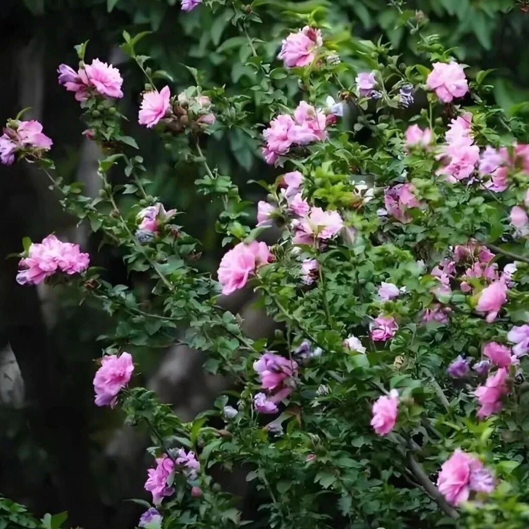 【青春语文•王玲专栏】窗前一树繁花