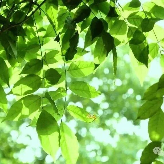 【青春语文·依真专栏】诗和远方：人生旅途的永恒旋律
