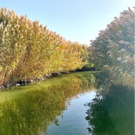 博湖芦韵，情思无涯——《蒹葭》教学设计