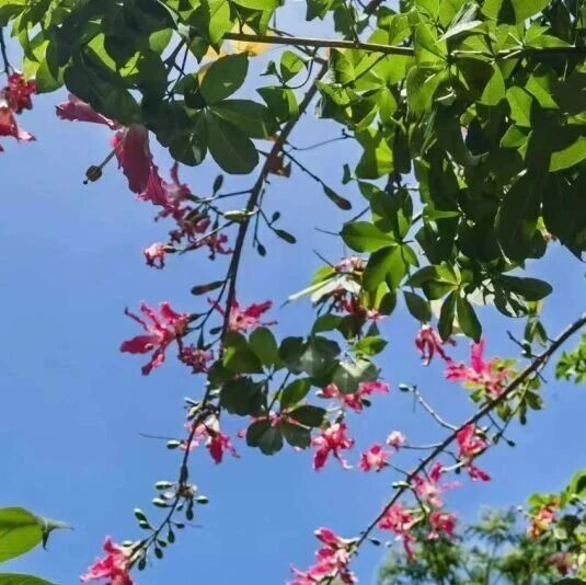 【青春语文·梁平霞专栏】心底的声音回环缭绕
