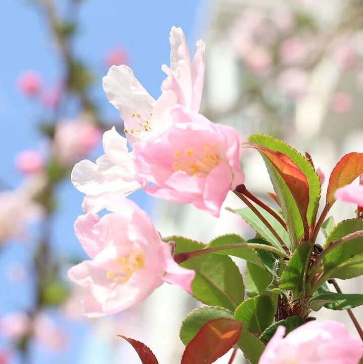 【青春语文.周六读书会】观书到老眼如月，得句惊人胸有珠