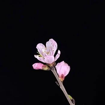 【青春语文•雷丽丽专栏】迎风沐雨 美好如歌——《一棵小桃树》阅读活动设计