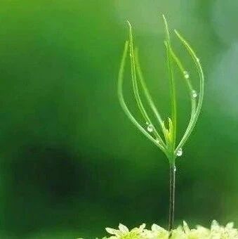 【青春语文·旭景专栏】我们的孩子没有优点吗