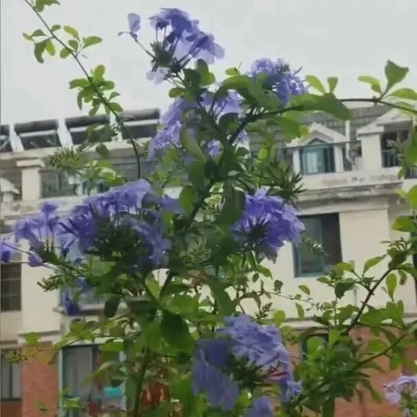 【青春语文.素艳专栏】寻找消逝的乡村