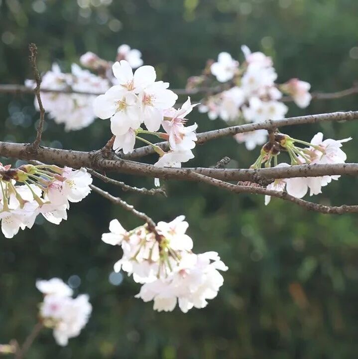 【吴玥专栏】诗词鉴赏新题型！一颦一笑皆情思
