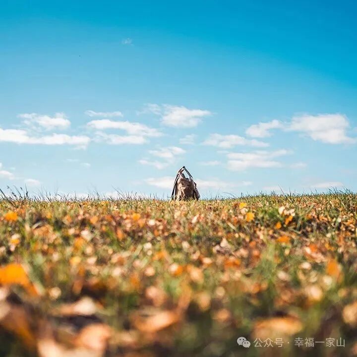 【青春语文·丽君专栏】碧海青天寸寸心，芦苇睡莲叶叶情