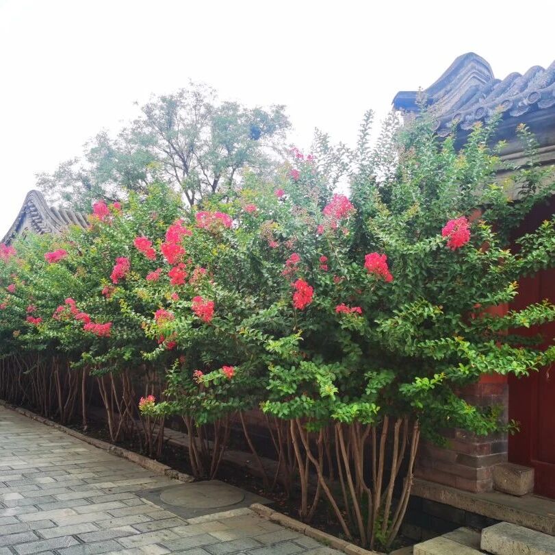 【青春语文•恭燕专栏】“算”出来的人生旅程——《长安的荔枝》荐读