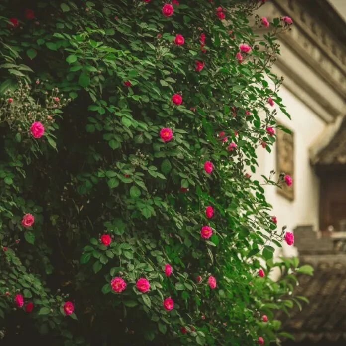 【青春语文·卢望军思想的芦苇】满架蔷薇一院香