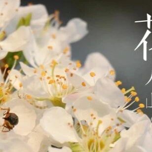 【青春语文·陈丽专栏】花儿需要我们做什么