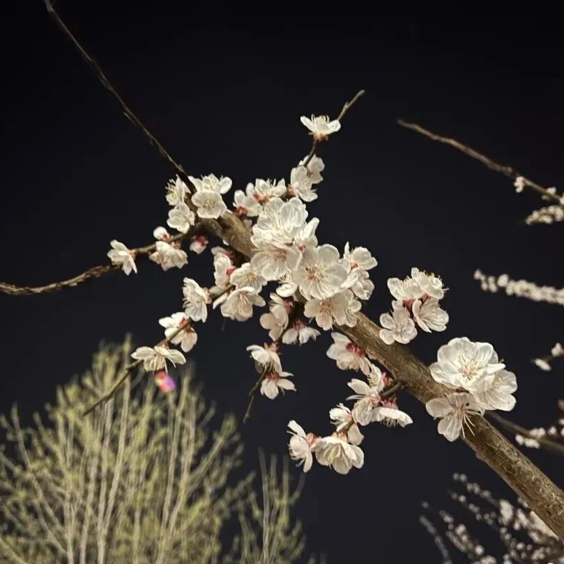 【青春语文•李红玲专栏】第<56>期：散文的每个字都散发着诗意与情感——师生共读《窗前的杏树》