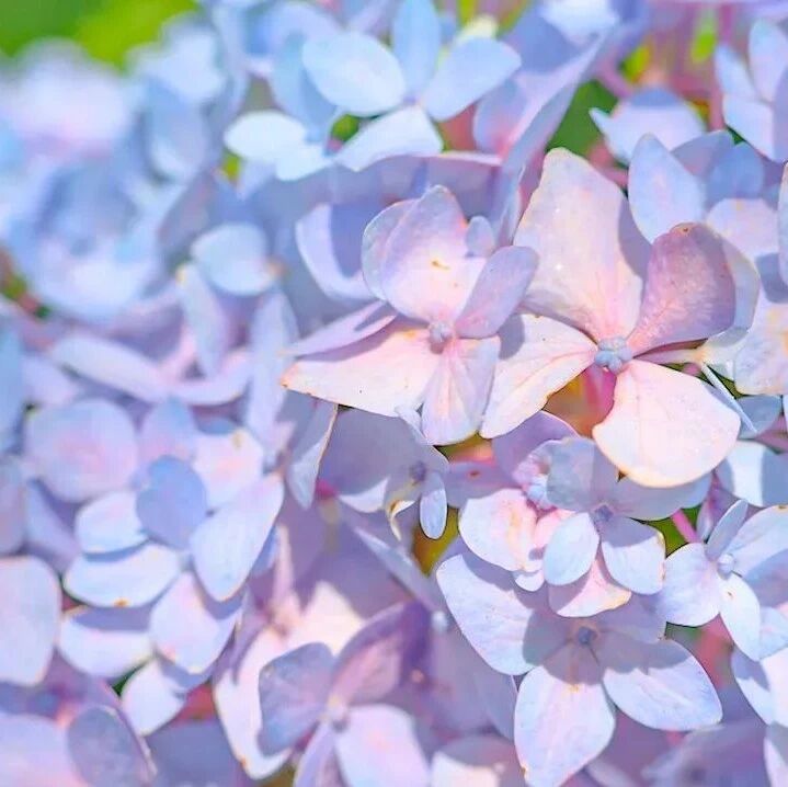 【青春语文·夏夏专栏】繁花喻理  草木有情 ——比读《紫藤萝瀑布》《一棵小桃树》